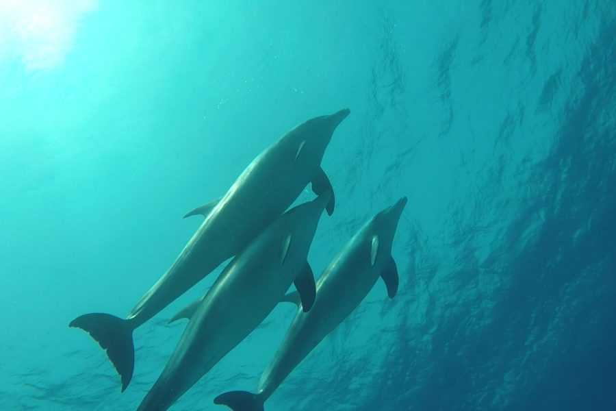 Delfin- & Schnorcheltour